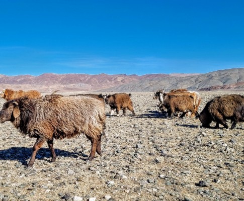 Hunting for Gold in Outer Mongolia