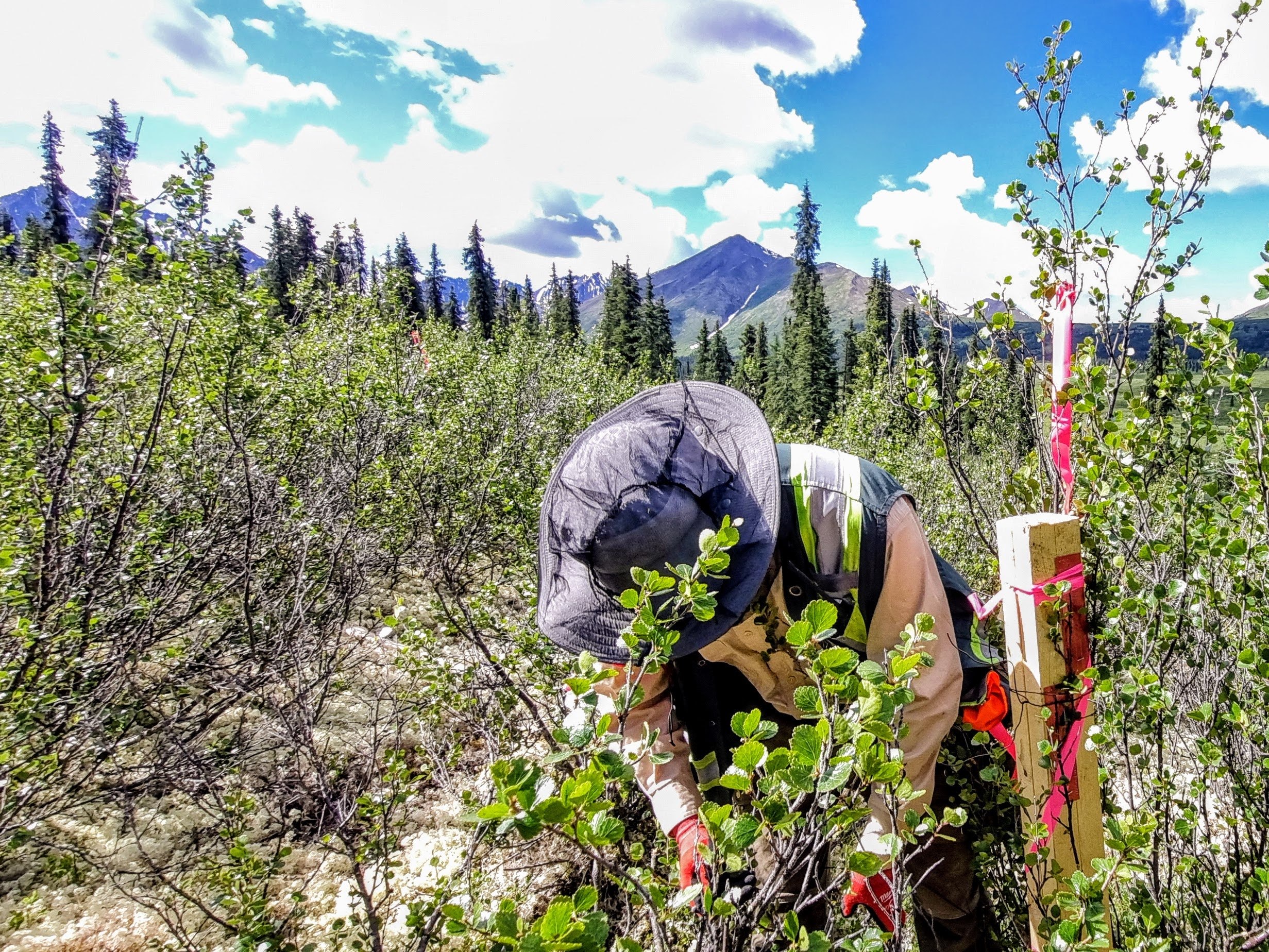 West Coast Placer field worker staking a quartz claim in remote Yukon terrain